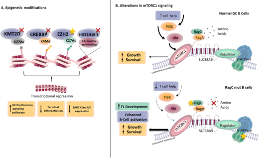 Consequences of the mutations affecting epigenetic regulators and the mTORC1 signaling pathway in FL. (A) Mutations in epigenetic regulators affect respective histone modifications with a convergence on specific downstream functional effects; (B) RRAGC mutations have an impact on the mTORC1 nutrient signaling pathway and are able to enhance B-cell activation even with a reduction in nutrient levels. MHC, major histocompatibility complex.