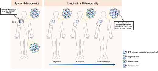 Spatial and longitudinal genetic heterogeneity in FL. Initiating genetic events occur within an ancestral population (CPC), with divergence, acquisition of new genetic events, and subsequent expansion either at different sites of disease involvement or at later time points (relapse or transformation).