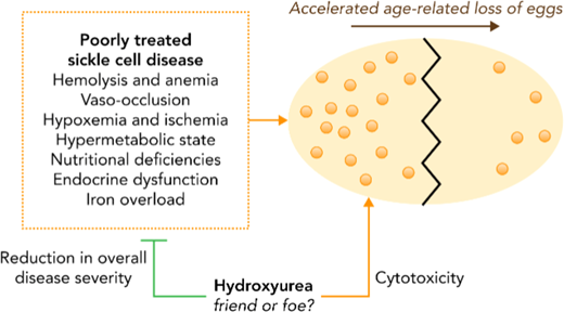 The mechanism of accelerated decline in ovarian reserve in women with SCD is not yet established. Many possible contributors may be differentially impactful at different ages or with different SCD and treatment exposures. Reproduced with permission from Blood.27