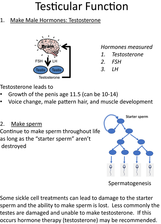 Concepts to include in discussions about testicular function. FSH, follicle-stimulating hormone; LH, luteinizing hormone.