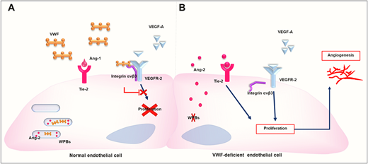 Molecular mechanisms of angiodysplasia driven by abnormalities in VWD based on comparisons between normal cells (A) and VWF-deficient ECs (B). Adapted with permission from Selvam and James21 and Allerkamp et al.22