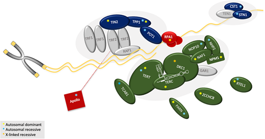 Schematic of the telomere and functions of the proteins affected in TBDs. Protein function and the reported consequences of mutations in the respective gene are summarized in Table 2. Components are grouped approximately based on their function. Shown in green: the components of the telomerase enzyme complex (DKC1, TERC, TERT, NAF1, NOP10, NHP2), telomerase or hTR regulators (TCAB1, PARN, and ZCCHC8), and regulator of telomere elongation helicase 1 (RTEL1). Dark blue: the shelterin (TPP1, TIN2, and POT1) and the CST (CTC1 and STN1) complexes. Red: the proteins primarily involved in DNA repair. Red line: Apollo interacts with TRF1. NPM1 is involved in ribosomal RNA maturation and interacts with NOP10 and NHP2. MDM4 is not shown because it does not directly act at the telomere. Gray symbols: known key telomere biology proteins not yet attributed to human disease (GAR1 in telomerase complex; TRF1, TRF2, RAP1 in shelterin; TEN1 in CST). Yellow asterisk: autosomal dominant; light-blue asterisk: autosomal recessive; orange asterisk: X-linked recessive. Complete protein name (gene name): Apollo (DCLRE1B); 1, CTC1, conserved telomere maintenance component 1 (CTC1); DKC1, dyskerin (DKC1); MDM4, MDM4 regulator or p53 (MDM4); NAF1, nuclear assembly factor 1 ribonucleoprotein (NAF1); NHP2, NOLA2 nucleolar protein family A, member 2 (NHP2); NOP10, nuclear protein family A, member 3 (NOP10); NPM1, nucleophosmin 1 (NPM1); PARN, poly (A)-specific ribonuclease (PARN); POT1, protection of telomeres 1 (POT1); RPA1, replication protein A1 (RPA1); RTEL1, regulator of telomere elongation helicase 1 (RTEL1); STN1, CST complex subunit (STN1); TCAB1, telomere Cajal body–associated protein 1 (WRAP53); TERC, hTR, human telomerase RNA component (TERC); TERT, human telomerase reverse transcriptase (TERT); TIN2, TRF1-interacting nuclear factor 2 (TINF2); TPP1: telomere protection protein 1 (ACD); ZCCHC8: Zinc finger CCHC domain-containing protein 8 (ZCCHC8).