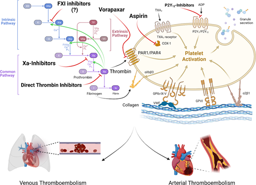 Mechanisms of dual pathway inhibition with low-dose DOACs and antiplatelet therapy mediating thrombin-derived mechanisms of both VTE and ATE in medically ill patients.