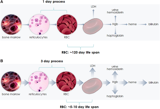 RBC production and catabolism in states of normal (A) or accelerated (B) RBC turnover. The RBC half-life of 5 to 10 days is simply illustrative. The changes denoted in RBC production and markers of catabolism vary with the extent of RBC turnover.