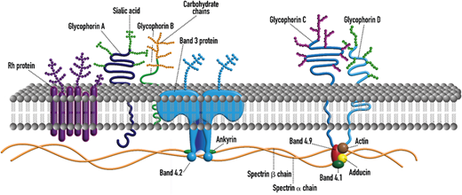 RBC surface antigen targets in wAIHA.