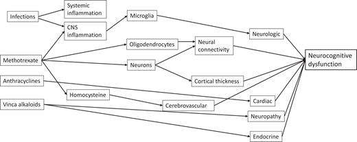 Schema of common contributions and pathways from treatment to neurocognitive outcome in survivors of acute lymphoblastic leukemia treated on chemotherapy-only protocols. Chemotherapy agents affect vascular and central nervous system neurons and glia, which influence brain development. Neurocognitive dysfunction results from altered brain development as well as contributions from chronic health conditions.
