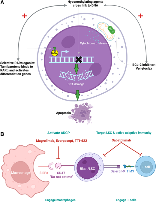 Novel therapy in higher-risk myelodysplastic neoplasms (HR-MDS). (A) Targeted therapy in patients with RARα overexpressing cells with tamibarotene (SY-1425), a selective RARa agonist and blockade of the anti-apoptotic protein BCL-2 via the BH3 mimetic venetoclax; ultimately leading to apoptosis induction with the combination of hypomethylating agents. (B) Novel immune myeloid therapy targeting both the underlying leukemic stem cell (LSC)/blast as well as activating both innate and adaptive immunity. Magrolimab, and other inhibitors of the CD47/SIRPα axis, allowing for activation of antibody dependent cellular phagocytosis (ADCP) and likely subsequent adaptive immune activation via increased antigen presentation. Sabatolimab blocks the galectin-9/TIM-3 pathway leading to direct targeting of the LSC as well as T-cell activation and potentially augmentation of ADCP.