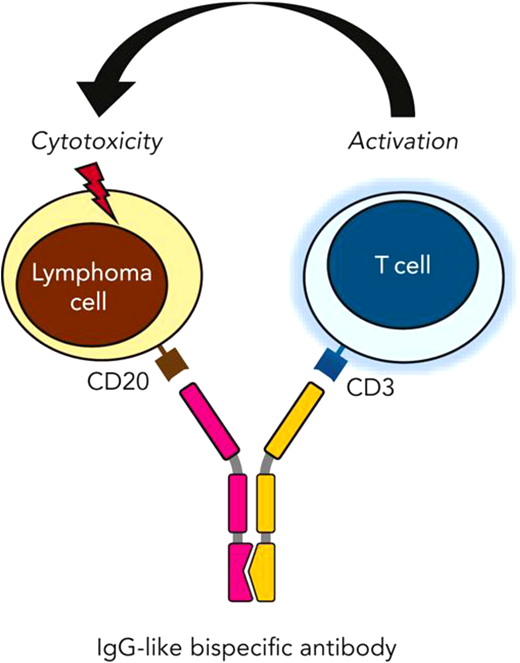 Possessing a Fab specific to an epitope on CD20 of malignant lymphoma cells along with a separate Fab segment for CD3 binding and subsequent T-cell activation, bispecific antibodies facilitate the creation of an immune synapse, resulting in T-cell–mediated cytotoxicity. Falchi et al.26