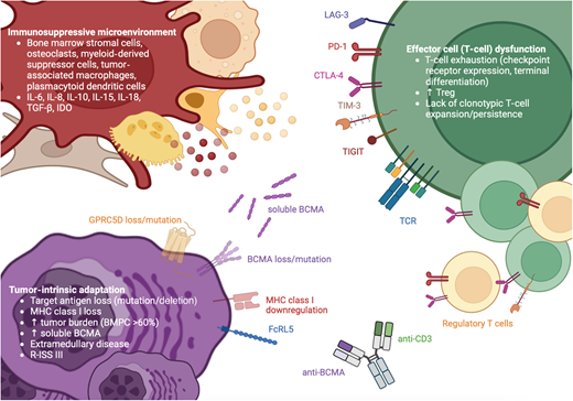 Mechanisms of resistance to bispecific antibodies in multiple myeloma. Immunosuppressive tumor microenvironment, reduced T cell fitness, and tumor-intrinsic mechanisms can contribute to multiple myeloma resistance to BsAb. BMPC, bone marrow plasma cells; CTLA-4, cytotoxic T-lymphocyte associated protein 4; LAG-3, lymphocyte activation gene-3; MHC, major histocompatibility complex; PD-1, programmed cell death protein 1; TCR, T cell receptor; TIGIT, T cell immunoreceptor with Ig and ITIM domains; TIM-3, T cell immunoglobulin domain and mucin domain-3; Treg, regulatory T cells.