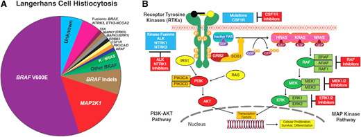 (A) Summary of diverse kinase alterations discovered by next-generation sequencing techniques in LCH in the past 13 years: pie chart illustrating a composite of the diverse kinase alterations driving LCH, many of which are targetable. (B) Diagram of the MAPK and PI3K-AKT signaling pathways: description of the activation of the RAS proteins with annotation of the signaling proteins affected by genetic alterations in the histiocytic neoplasms.
