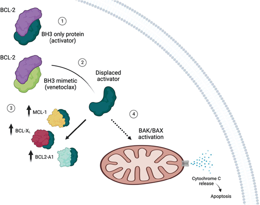 Mechanism of VEN resistance. (1) The proapoptotic BH3-only protein binds to antiapoptotic protein BCL2. (2) VEN is a BH3 mimetic that binds to BCL2, which leads to displacement of BH3-only protein. (3) In the setting of VEN resistance, increased levels of antiapoptotic proteins such as MCL-1, BCLXL, and BCL2A1 sequester BH3-only proteins. (4) Consequently, there are fewer BH3-only proteins available to induce apoptosis. Created with BioRender.com.