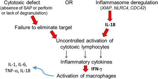 Pathogenesis of primary HLH and MAS. Genetic variants associated with primary HLH result in defective lymphocyte cytotoxicity (left pathway) or inflammasome degranulation, liberating IL-18 (right). Either mechanism culminates in uncontrolled activation of cytotoxic lymphocytes. The pathogenesis of MAS also involves IL-18-mediated activation of lymphocytes (all HLH patients may have elevated IL-18 levels; however, the increase may be particularly profound among those with MAS). Activated lymphocytes secrete inflammatory cytokines such as IFN-γ, activating macrophages. Activated macrophages in turn secrete additional inflammatory cytokines.