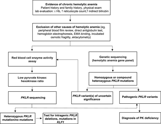 Algorithm for the diagnostic evaluation of PK deficiency. An accurate diagnosis of PK deficiency is key for managing patients with disease-targeted treatments. Diagnostic testing should be considered in patients of all ages with chronic hemolytic anemia. After hemolysis has been established (low hemoglobin, increased reticulocyte count and indirect bilirubin level), autoimmune hemolytic anemia, hemoglobinopathies, and membranopathies should be excluded. The peripheral blood film in PK deficiency often does not have specific red cell morphology except polychromasia. Once the more common causes of hemolysis are excluded, a red cell enzyme panel or a hemolytic anemia gene panel may be pursued. Falsely normal PK enzyme activity levels may occur with recent red cell transfusions, reticulocytosis, and/or sample contamination with other blood cells. PK enzyme activity is red cell age dependent and will be low in comparison to other red cell age dependent enzymes, such as hexokinase. In those with a low PK:hexokinase ratio on enzyme testing, PKLR genetic testing should be pursued given that low PK activity can also be found in carriers of PK deficiency and in those with mutations in KLF1.38 Up to 20% of patients currently tested will be found to have a PKLR variant of uncertain significance.12 In these patients, a low PK:hexokinase ratio can confirm the diagnosis. EMA, eosin-5’-maleimide.