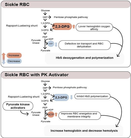Mechanisms of action of pyruvate kinase activators.