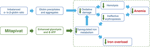 Hypothesis on how pyruvate kinase activation, through enhanced glycolysis and increased in ATP availability, reduces oxidative damage and hemolysis and improves ineffective erythropoiesis and dysregulated iron metabolism, thereby improving anemia and iron overload.