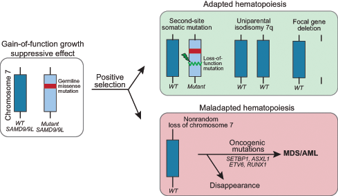 Mechanisms of somatic genetic rescue in the SAMD9/9L syndromes. Pathogenic germline mutations in SAMD9 and SAMD9L are gain-of-function and have a growth suppressive effect on hematopoiesis. Cells that acquire adaptations that improve growth or survival are selected in the high turnover environment of the bone marrow. Somatic second-site loss-of-function mutations in cis or removal of the mutant allele via uniparental isodisomy of chromosome 7q or focal gene deletion are not associated with progression to MDS/AML. In contrast, the monosomy 7 clone often acquires additional leukemia driver mutations with high risk of disease progression. WT, wild type.