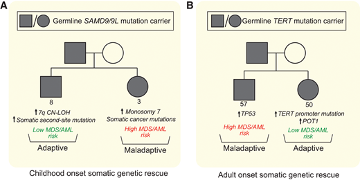 Distinct somatic genetic rescue mechanisms can be present within the same family and impact clinical course. Representative pedigrees of SAMD9/9L syndrome (A) and short telomere syndromes (B) showing that within 1 family carrying the same germline mutation, different somatic adaptations can arise. The consequence of these mutations influences subsequent risk of progression to MDS/AML, and the stochastic nature of these acquired changes on the cellular level may explain some of the variability in penetrance of MDS/AML in families with inherited bone marrow failure and MDS predisposition syndromes.