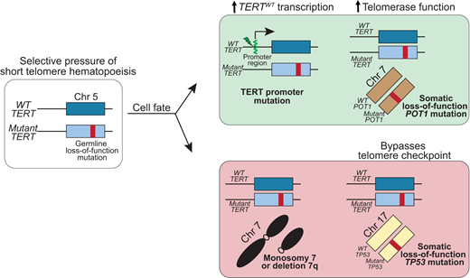 Somatic genetic rescue mutations that promote telomere elongation are protective of developing MDS/AML in the short telomere syndromes.TERT promoter mutations arise in trans with the germline TERT loss-of-function mutation and upregulate transcription of the wild-type TERT. POT1 mutations are a more universal rescue mechanism with no preference for germline mutant gene, and POT1 loss-of-function mutation improves telomerase access to the telomere and/or increases telomerase processivity. Monosomy 7 and biallelic TP53 mutations, also shared risk factors in other BMF/MDS syndromes, are associated with progression to MDS/AML. Chr, chromosome; WT, wild type.