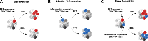 Clonal dynamics of human hematopoiesis under different conditions. Figure created using BioRender.