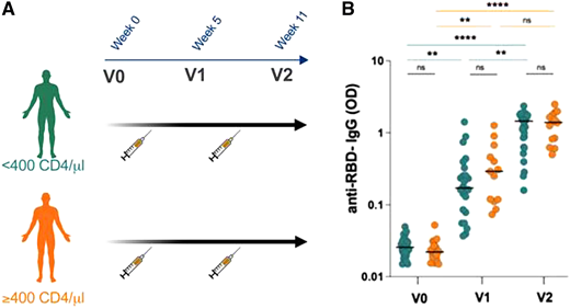 Anti–receptor binding domain (RBD) antibody responses in plateletpheresis donors receiving COVID-19 messenger RNA (mRNA) vaccines. (A) Study schema. COVID-19 infection-naive CD4+-low (teal) and CD4+-high (orange) platelet donors were administered 2 mRNA vaccine doses per the schedule shown. (B) Anti-RBD IgG levels at baseline (V0) and after (V1, V2) each dose of vaccine. **P < .01; ****P < .0001.