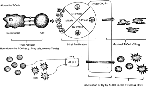 High-dose cyclophosphamide given early after transplant effectively prevents alloreactivity (GvHD and graft rejection) and to spare stem cells, allowing successful mismatched donor transplant. Hematopoietic and other tissue stem cells, including memory T cells, express high levels of aldehyde dehydrogenase 1 (ALDH1), the body's primary means of inactivating cyclophosphamide, whereas mature lymphocytes generally express low levels. Figure reproduced by Andrea Sikora, PharmD with permission; modification from Expert Rev Hematol. 2019;12(9):733-752.