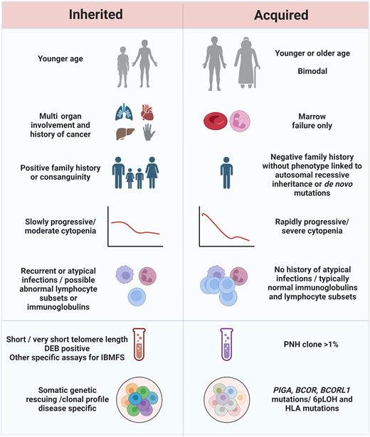 Considerations for inherited versus acquired bone marrow failure. Age, evidence of other organ involvement, and family history of cytopenia, hematologic malignancy, solid cancers, or other organ involvement (ie, familial pulmonary fibrosis in telomere biology disorders). Patients with IBMFSs may have had long-standing cytopenias for years; adult patients who present acutely with severe cytopenia more commonly have immune-mediated disease. Low immunoglobulins or lymphocyte subsets may point towards a primary immunodeficiency disorder; these are typically preserved in immune marrow failure. Paroxysmal nocturnal hemoglobinuria clones are commonly seen in immune bone marrow failure but very rare in IBMFS. Many IBMFS have disease specific clonal patterns and somatic genetic rescuing may occur. In immune BMF, PIGA (driver of PNH), BCOR/L1, and human leukocyte antigen mutations predominate. DEB, diepoxybutane.