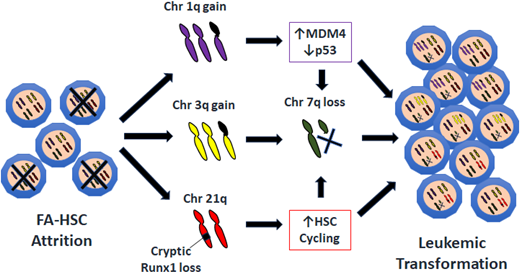 Schematic of leukemic transformation pathways in patients with Fanconi anemia.