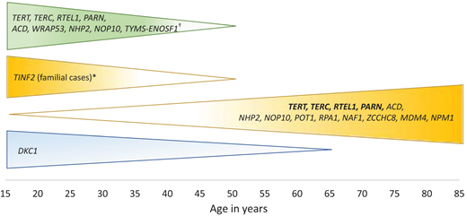 Genetic etiology of telomere biology disorders: genes and associated inheritance patterns primarily to consider in adults. Depicted are typical age groups for clinical manifestations of each gene and associated inheritance pattern. Yellow shade indicates AD, green AR, and blue X-linked disease. Genes in bold are more frequently reported. For all genes, de novo occurrence is possible but most frequently reported for TINF2 and DKC1. *De novo TINF2 is associated with a severe phenotype and onset in childhood. †The combination of germline variants in TYMS and ENOSF1 appear to follow an AR inheritance but are the result of digenic inheritance.50 There are some pathogenic gene variations in combination with specific inheritance patterns that are to date solely reported in children and therefore not depicted. These include the following genes with the associated inheritance pattern in brackets: POT1 (AR), STN1 (AR), CTC1 (AR), DCLRE1B (AR).