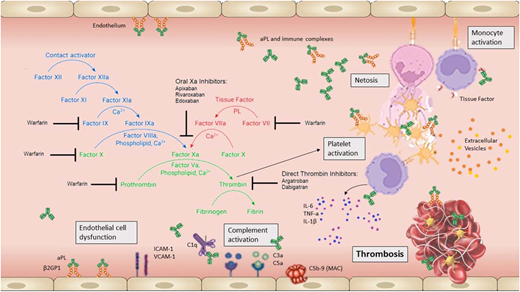 Mechanisms of aPL-mediated thrombosis and inhibition by warfarin or DOAC. This figure depicts multiple potential mechanisms underlying APS and the cell types that are affected by aPL. Cellular activation results in cell-specific responses that include releases of neutrophils extracellular traps (NETs), expression of cellular procoagulant activity, and extracellular vesicle release, among others. Warfarin inhibits γ-carboxylation of vitamin K–dependent coagulation factors, thus reducing the catalytic efficiency of coagulation complexes such as the phospholipid-dependent tenase and prothrombinase reactions.