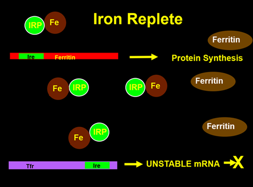 With cellular iron, the IRP binds iron and releases it from the ferritin IRE to allow translation of mRNA to ferritin protein while destabilizing the transferrin receptor mRNA.