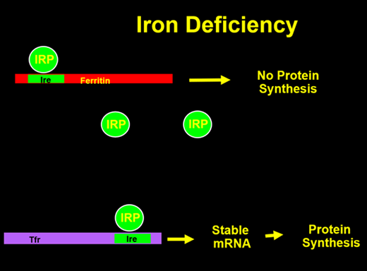 With no cellular iron, the IRP binds the ferritin IRE to blocking translation of mRNA to ferritin protein while stabilizing the transferrin receptor mRNA to allow protein synthesis.