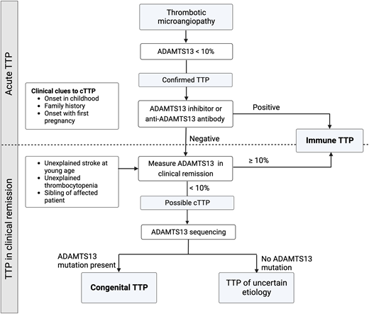 Diagnosing congenital TTP and distinguishing it from iTTP. While some clinical features, such as presentation early in life or a family history of TTP, may support a diagnosis of cTTP, it is virtually indistinguishable from iTTP during an acute episode. The presence of an inhibitor or antibody against ADAMTS13 confirms iTTP. Patients who do not recover ADAMTS13 activity levels over over 10% during clinical remission should undergo ADAMTS13 gene sequencing.