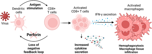 The pathogenesis of familial hemophagocytic lymphohistiocytosis (HLH). Patients with familial HLH (F-HLH) often have defects of the perforin cytotoxic pathway. Experimental studies have demonstrated that this pathway provides critical feedback regulating CD8+ T–cell activation. Defects result in excessive antigen presentation by dendritic cells, leading to excessive T-cell activation and overproduction of IFN-gamma, which results pathologic systemic macrophage activation. Thus, clinical HLH results from a primary defect of immune regulation leading to largely IFN-γ driven immunopathology. Created with BioRender.com