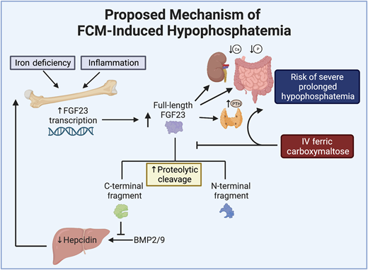 Proposed mechanism of ferric carboxymaltose (FCM)-induced hypophosphatemia. Iron deficiency increases FGF23 production, but this is balanced by increased cleavage of FGF23 into its C- and N-terminal fragments that do not affect phosphate homeostasis. Through unclear mechanisms, FCM appears to reduce FGF23 cleavage, resulting in higher levels of full-length FGF23 and, thus, hypophosphatemia. Independent of phosphate homeostasis, C-terminal FGF23 peptides appear to share a negative feedback loop with hepcidin to regulate iron homeostasis by inhibiting bone morphogenic protein (BMP) 2/9-mediated hepcidin production.