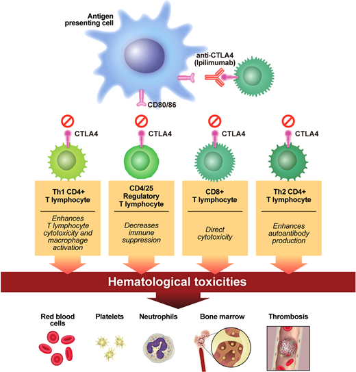 How the CTLA-4 inhibitor works. Anti-CTLA-4 therapy blocks inhibitory signals to cytotoxic (CD8+) and helper (Th1 and Th2) T lymphocytes and suppresses the activation of regulatory T cells (CD4/25+). (Reprinted from Kroll et al1 with permission.)