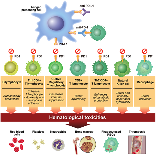 How PD-1 and PD-L1 inhibitors work. PD-1/PD-L1 therapies have block inhibitory signals to cytotoxic and helper T lymphocytes, B lymphocytes, natural killer cells, and macrophages and suppress the activation of regulatory T cells. RBCs, red blood cells. (Reprinted from Kroll et al1 with permission.)