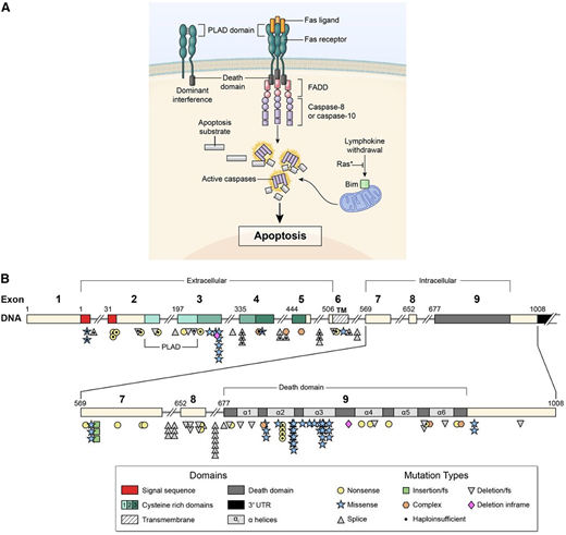Signal transduction by the FAS receptor whose gene is mutated in ALPS. (A) Schematic of the signaling complex formed after the engagement of FAS by FAS ligand that leads to apoptosis. Shown at the top left is an example of a mutant FAS receptor chain lacking the death domain bound to a wild-type chain through the PLAD, which prevents it from signaling and therefore causes dominant interference. (B) Diagram showing the intron-exon structure of the FAS gene with delineation of exons coding for the extracellular, transmembrane, and intracellular portions of the protein incorporating the death domain and the location and types of mutations associated with ALPS-FAS. It is notable that R250 in the α2 helical region of the death domain is the most frequently altered residue and exhibits haploinsufficiency due to reduced Fas surface expression, as well as dominant interference. From Price et al.37
