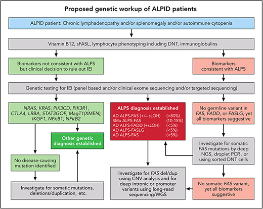 ALPS, APDS, and ALPID: diagnostic workup algorithm. Modified from Magerus Chatinet et al.18 Genetic testing should be done sooner rather than later, particularly in patients with relapsed/refractory autoimmune cytopenias and/or any family history suggestive of cytopenias or lymphoma. CNV, copy number variation; WGS, whole-genome sequencing.