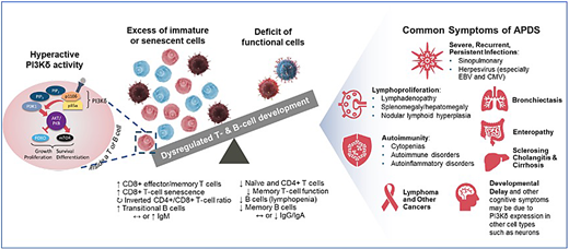 Pathophysiology of PI3Kδ hyperactivity leading to APDS/PASLI. Modified from Cant et al.43 CMV, cytomegalovirus.