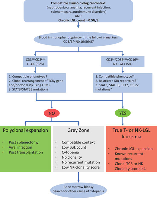 Workflow for the diagnostic procedure of LGL leukemia. CCL22, C-C motif chemokine ligand 22; KIR, killer- cell immunoglobulin-like receptors.