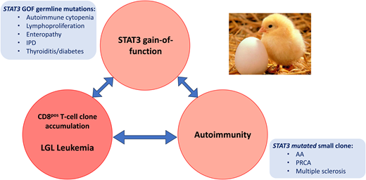 Links between STAT3 mutation, autoimmune conditions, and LGL expansion. AA, aplastic anemia; GOF, gain-of-function; IPD, inherited photoreceptor degeneration.