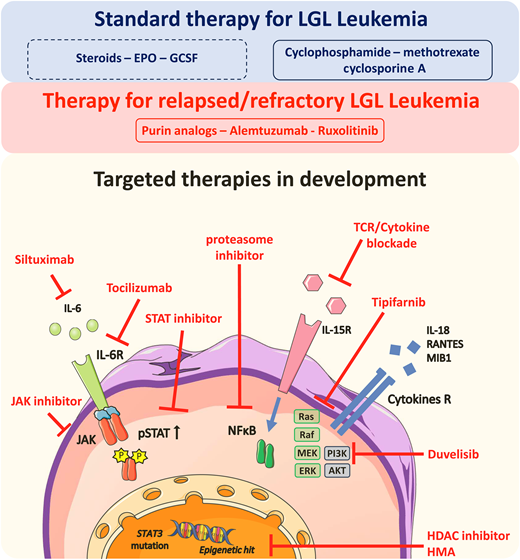 Treatment options for LGL leukemia. AKT, protein kinase B; EPO, erythropoietin; ERK, extracellular signal-regulated kinase; GCSF, granulocyte colony-stimulating factor; HDAC, histone deacetylase; HMA, hypomethylating agents; IL, interleukin; IL-R, interleukin receptor; MEK, mitogen-activated protein kinase kinase; MIB1, Mindbomb E3 ubiquitin protein ligase 1; NFKB, nuclear factor-kappa B; PI3K, phosphoinositide 3-kinase; RANTES, regulated on activation, normal T cell expressed and secreted.