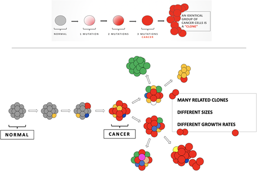 Linear versus branched evolution. In linear evolution, a clone evolves by accumulating sequential biologically relevant mutations. This would be assumed to create a large cancer clone of a similar phenotype—either resistant or sensitive, depending on a patient's luck. It is harder to understand in this model why patients would respond and then relapse, unless treatment was not given long (or hard enough) to a sensitive tumor. Below shows branching evolution, with related clones that may have similar or dissimilar biological properties. This is the foundation of a Darwinian landscape where clones compete, cooperate, and are differentially selected by therapy.
