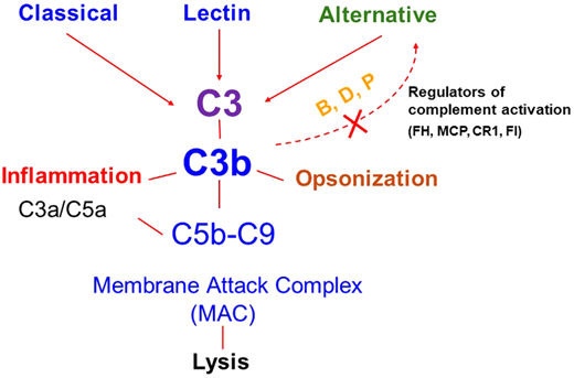 Complement activation pathways. Activation of the classical, lectin, and alternative pathways results in the generation of C3 convertases that cleave C3 to C3b (which deposits on the cell surface) and C3a (an anaphylatoxin that recruits and activates effector cells). C3b deposition may rapidly amplify through a positive feedback loop (shown by the dotted line). C3b may also trigger activation of C5 through generation of C5 convertase, which cleaves C5 and results in the generation of C5a (an anaphylatoxin) and assembly of the membrane attack complex (MAC; C5b-9). The key regulators of the amplification or feedback loop include factor H (FH), factor I (FI), membrane cofactor protein (MCP, CD46), and complement receptor 1 (CR1, CD35). Excessive activation via this loop secondary to a decrease in regulatory activity or a gain of function in a component like C3 or factor B due to genetic variants in these proteins predisposes to atypical hemolytic uremic syndrome. B, factor B; D, factor D; P, properdin. Reproduced from Java.27