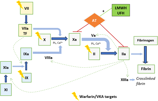 Anticoagulant mechanisms of warfarin/VKA and LMWH/UFH. Figure 1 provides a simplified representation of coagulation cascade showing targets of warfarin/VKA and LMWH/UFH. Warfarin/alternative VKA reduces synthesis of functional vitamin K–dependent coagulation factors; the mechanism is by competitive inhibition of vitamin K epoxide reductase enzyme, depleting functional vitamin K required for gamma-carboxylation of coagulation factors II, VII, IX, and X. LMWH/UFH potentiate the inhibition of factor Xa and thrombin (IIa), by antithrombin (AT), and also factors IXa and XIa. This prevents fibrin formation and inhibits thrombin- induced activation of platelets and factors V, VIII, XI, and XIII. Heparin binds to AT via a high-affinity pentasaccharide binding site. Maximal anti-IIa activity requires binding to AT and IIa simultaneously, with heparin acting as a bridge, and depends on a minimum heparin chain length (>18 saccharide units), unlike anti-Xa activity, which requires binding to AT only. LMWH, with its shorter average chain length, has lower anti-IIa activity than UFH, and its anticoagulant effect is predominantly from anti-Xa activity. Ca2+, calcium; PL, phospholipid; TF, tissue factor.