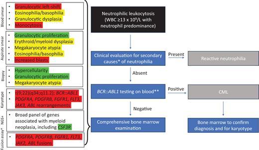 Algorithm for workup of neutrophilic leukocytosis. Red highlights indicate findings that exclude a diagnosis of CNL, yellow highlights indicate findings that are relative contraindications to CNL, and green highlights indicate findings that support a diagnosis of CNL. *Evaluation for signs of infection, underlying neoplasm (including plasma cell neoplasm), drug reaction, or inflammatory condition. **Should include RT-PCR and/or FISH testing that will detect all BCR::ABL1 isoforms +NGS can be performed on blood or bone marrow specimen. ^RNA-seq or NGS-based RNA fusion assay to detect fusions of PDGFRA, PDGFRB, FGFR1, FLT3, JAK2, or ABL1 with various partners; FISH testing for these fusions can also be performed but may miss some fusions.