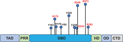 Diagram representing the 10 most common TP53 mutations identified in AML/MDS.3 Mutations highlighted in red are also among the 5 most commonly mutated residues in overall malignancies. CTD, C-terminal domain; DBD, DNA-binding domain; HD, hinge domain; OD, oligomerization domain; PRR, proline-rich region; TAD, transactivation domain.
