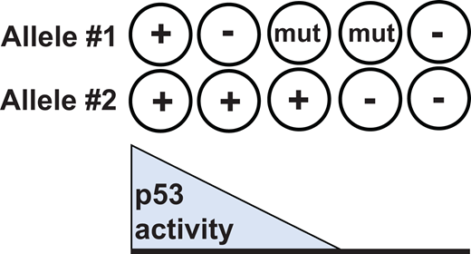 Reduction of p53 activity with TP53 hot-spot mutations. Simple loss-of-function (eg, nonsense) mutations are depicted as “-” and hot-spot mutations as “mut.” HSCs carrying heterozygous TP53 hot-spot mutations have reduced p53 activity compared with heterozygous TP53 null cells.