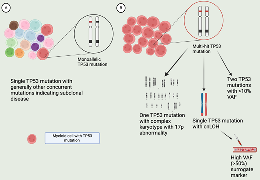 Features of monoallelic and multi-hit TP53-mutated MDS. A. MDS clone with monoallelic TP53 mutation. MDS with single mutation and low VAF (<10%) are considered monoallelic, with residual TP53 activity. The disease is dominated by non-TP53 mutated clones. This is generally a chemo-sensitive disease with better prognosis. B. Clone with multi-hit TP53 mutation, with minimal to no residual TP53 activity. This can occur from more than 1 TP53 mutation (VAF >10%), or 1 TP53 mutation along with chromosomal abnormality leading to loss of 17p locus, or with cn-LOH. A single TP53 mutation with high VAF (>50%) is a presumptive marker of cn-LOH or loss of trans allele. The clone with the TP53 loss becomes the dominant clone in this disease, generally lacking other driver mutations or chr abnormalities. Hence, the disease is chemo-refractory and associated with poor prognosis. Created with BioRender.com.