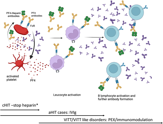 Treatment in anti-F4 antibody disorders. A summary of the pathway associated with anti-PF4 disorders. In cHIT, stopping heparin and initiating an alternative anticoagulant is associated with an increment in platelet count and halting of the thrombotic risk. In aHIT, related to heparin-dependent antibodies, the pathway would be comparable to cHIT. But in those developing non–heparin-dependent antibodies, further therapy is required. It is related to progression in the immune response, requiring IVIg or occasionally additional immunomodulation, such as PEX for platelet count increase and prevention of further thrombosis. In VITT and VITT-like disorder, there is no heparin exposure. Heparin can be used, but there are alternative anticoagulants. The prompt initiation of IVIg and/or plasma exchange or alternate immunosuppressive therapy is required. *Alternative, non–heparin-based anticoagulation must be started. PEX, plasma exchange.